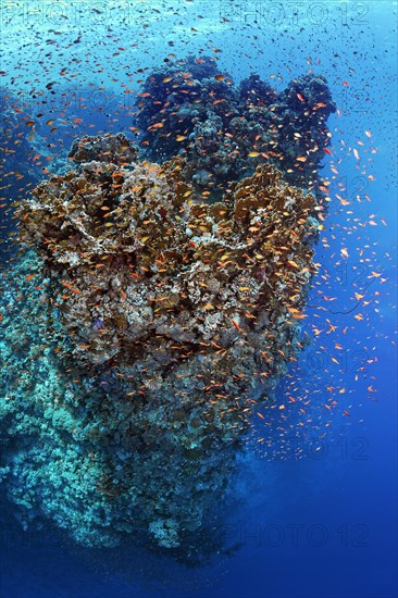 Coral block, very large, overhanging, steep wall, shoal red sea basslet