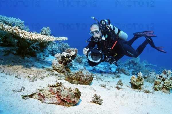 Diver, photographer, underwater photographer with camera, underwater camera, diving over sandy bottom, photographing skipjack