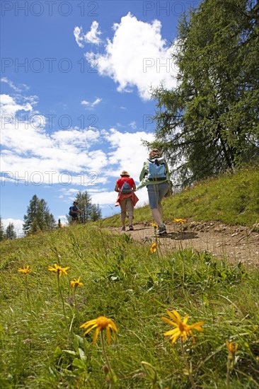 Hiking trail on the Gerlitzen Alpe, Carinthia, Austria, Europe