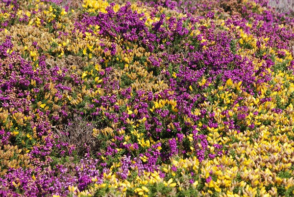 Cap Frehel, 22 Cote dArmor in July