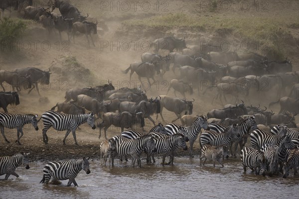 White-bearded wildebeest