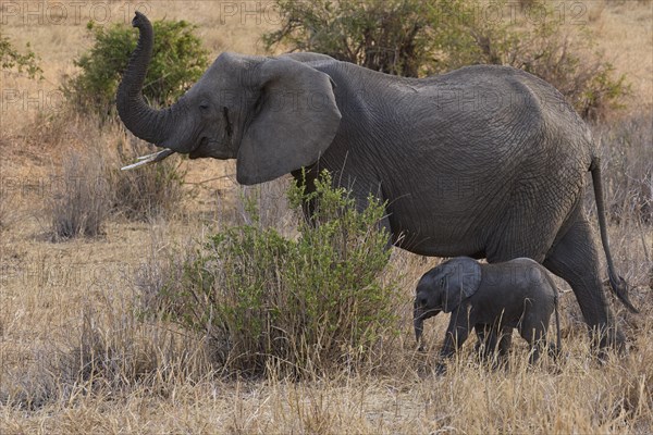 African elephants