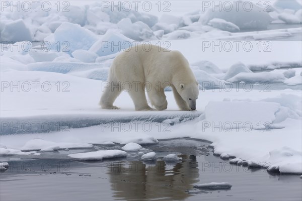 Polar bear