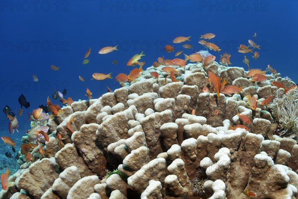 Shoal of anthias