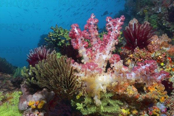 Middle Soft coral