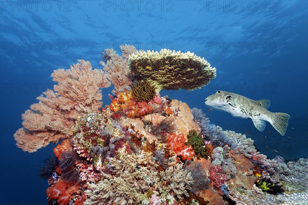 Coral block with many soft coral species, Agropora table coral