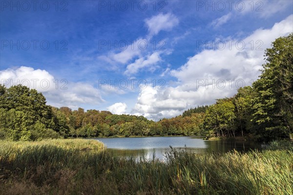 Holzmaar in the Volcanic Eifel, almost completely surrounded by forest, Maare, Maar, lake, nature reserve, Gillenfeld, Rhineland-Palatinate, Germany, Europe