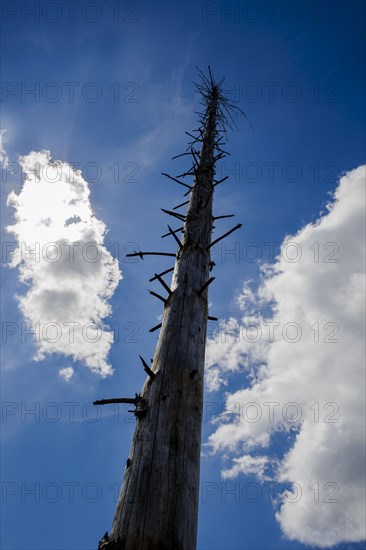 Symbolic photo on the subject of forest dieback in Germany. Spruce trees that have died due to drought and infestation by bark beetles stand in a forest in the Harz Mountains. Altenau, 28.06.2022, Altenau, Germany, Europe