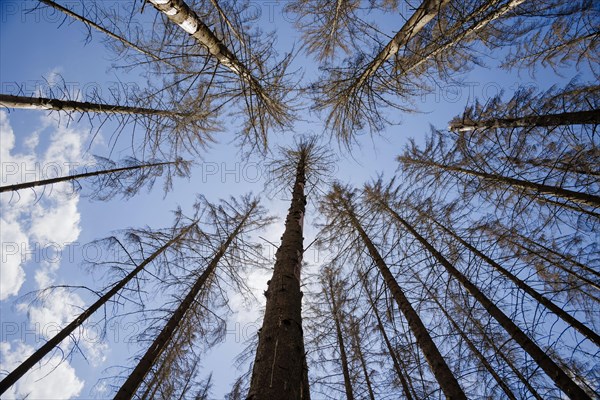 Symbolic photo on the subject of forest dieback in Germany. Spruce trees that have died due to drought and infestation by bark beetles stand in a forest in the Harz Mountains. Altenau, 28.06.2022, Altenau, Germany, Europe