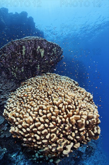 Dome coral