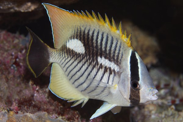 Chevron butterflyfish