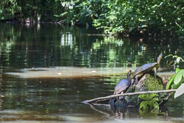 Tortuguero National Park, Costa Rica, Black