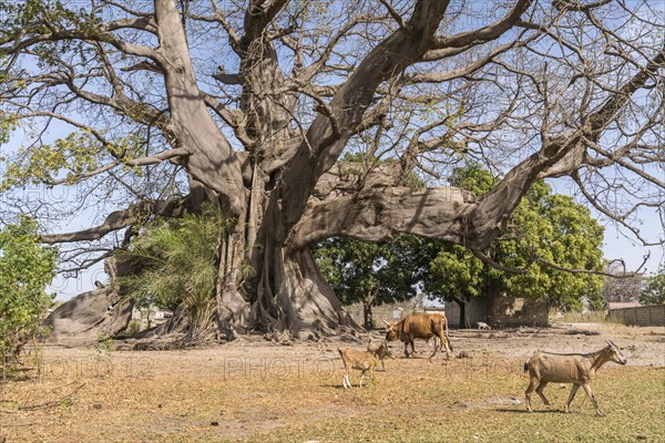 Huge ancient kapok tree in Missirah, Sine Saloum Delta, Senegal, West Africa, Africa