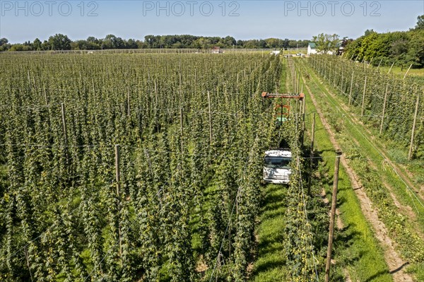 Baroda, Michigan, A Mexican-American crew harvests hops at Hop Head Farms in west Michigan. The red cutting machine cuts the ropes on which the hop vines have been growing, and workers then pull the vines onto the a truck