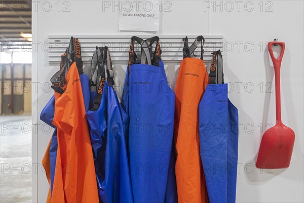 East Peoria, Illinois, Work aprons hang ready for employees at Sorce Freshwater, where invasive carp from the Illinois River are processed and packaged. The fish are sold under the name Shiruba, to restaurants and individuals