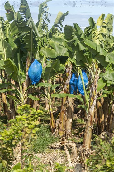 Cariari, Costa Rica, Bananas ripening on a plantation in northeastern Costa Rica, Central America