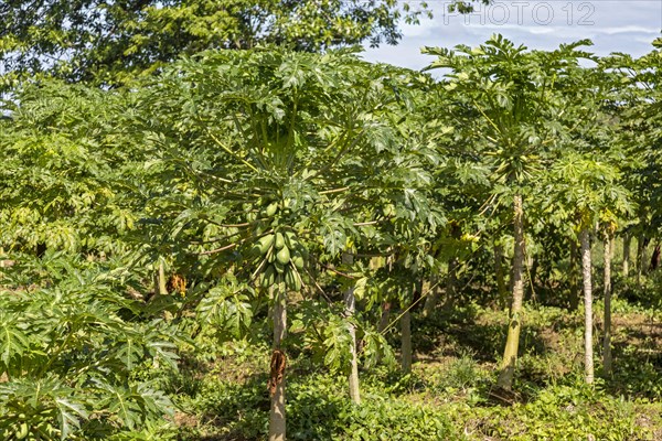 Cariari, Costa Rica, Papayas