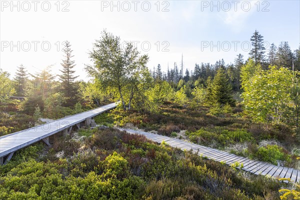 Lothar Trail in the Black Forest National Park on the Black Forest High Road, forest adventure and nature trail, Baiersbronn, Baden-Wuerttemberg, Germany, Europe