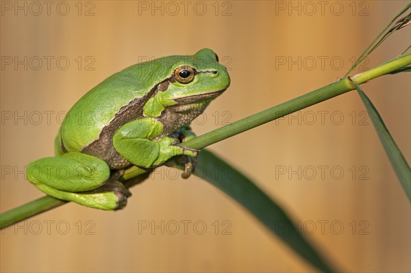 European tree frog