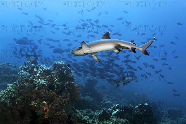 Three whitetip reef sharks