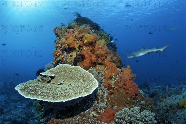 In front Acropora stony coral