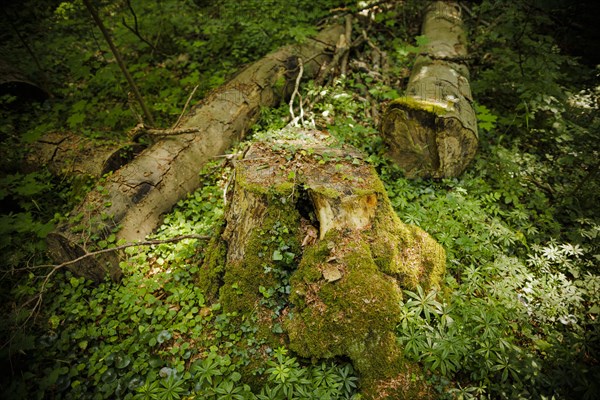 Mosses and plants growing on an old tree trunk in a deciduous forest in Lower Saxony. Mackenro Mackenrode, Germany, Europe