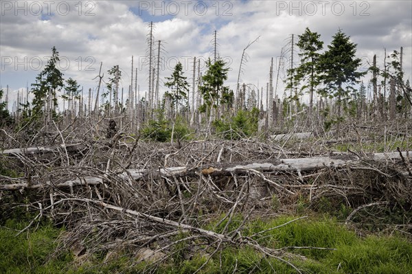 Symbolic photo on the subject of forest dieback in Germany. Spruce trees that have died due to drought and infestation by bark beetles stand in a forest in the Harz Mountains. Torfhaus, Torfhaus, Germany, Europe