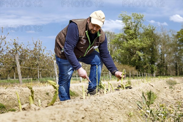 Farmer harvesting green asparagus, Rheurdt, North Rhine-Westphalia, Germany, Europe