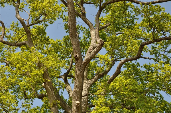 Leguay oak National forest of Bord-Louviers Eure Normandy