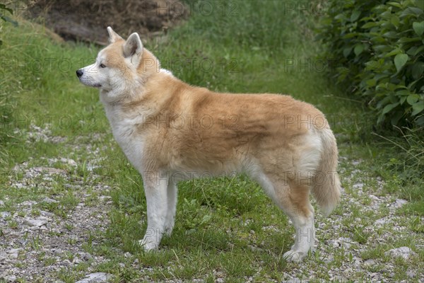 Akida dog breed, Allgaeu, Bavaria, Germany, Europe