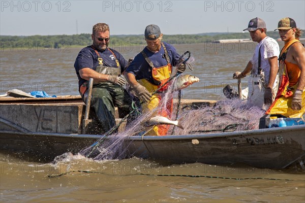 Fishermen on the Illinois River use gillnets to harvest invasive Asian carp, mostly the silver carp