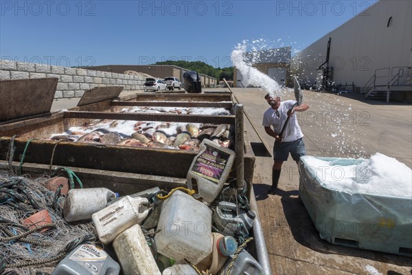 East Peoria, Illinois, A worker at Sorce Freshwater shovels ice onto silver carp