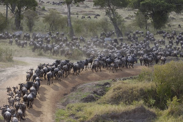 White-bearded wildebeest