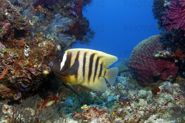 Sixband angelfish