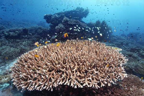 Top Shoal of damselfish