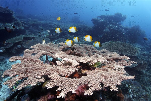 Shoal, small, yellow pyramid butterflyfish