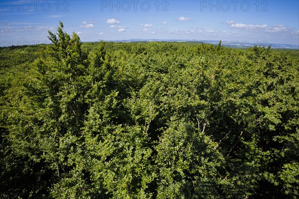 View of the treetops of a deciduous forest in Lower Saxony. Mackenrode, 28.06.2022, Mackenrode, Germany, Europe