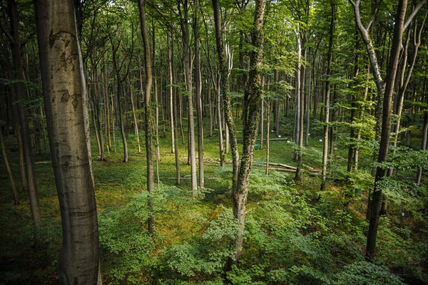 View into a deciduous forest in Lower Saxony. Mackenrode, 28.06.2022, Mackenrode, Germany, Europe