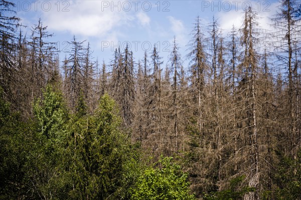 Symbolic photo on the subject of forest dieback in Germany. Spruce trees that have died due to drought and infestation by bark beetles stand in a forest in the Harz Mountains. Riefensbeek, 28.06.2022, Riefensbeek, Germany, Europe