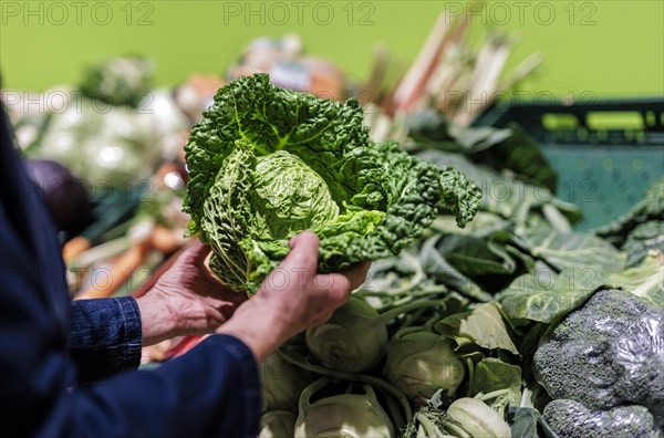 Elderly woman buys a savoy cabbage in the supermarket, Radevormwald, Germany, Europe