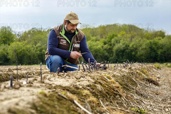 Farmer during harvest, purple or violet asparagus, rare variety from Italy, Rheurdt, North Rhine-Westphalia, Germany, Europe