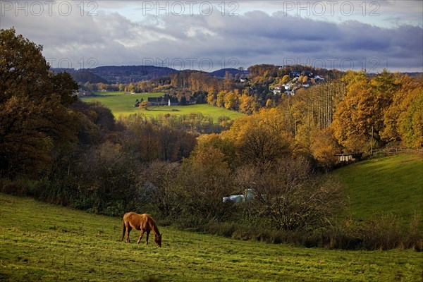 Horse in the landscape in autumn, Sprockhoevel, Ruhr area, North Rhine-Westphalia, Germany, Europe