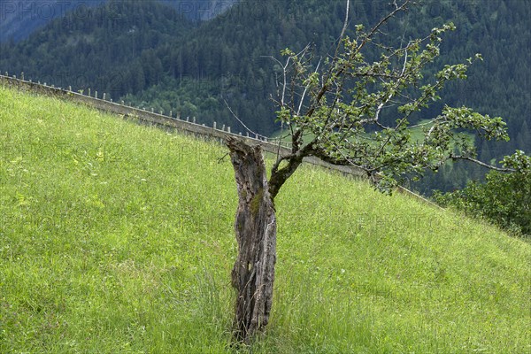 Half-dead apple tree