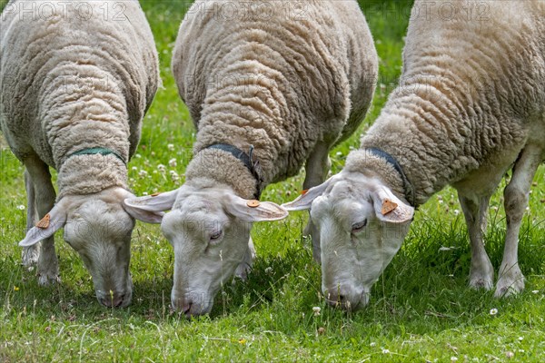 Three tagged white dairy sheep grazing grass in meadow, field, grassland at farm