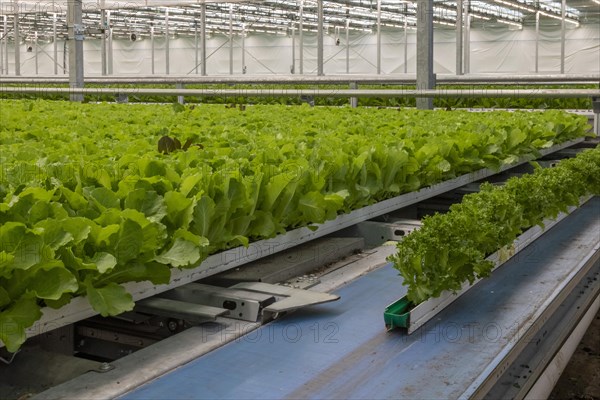 highly automated hydroponic farm which grows lettuce in a huge greenhouse, Revolution Farms, Caledonia, Michigan, USA, North America