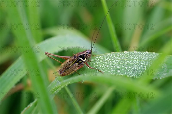 Roesels bush-cricket