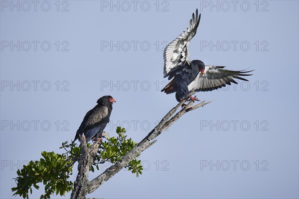 Bateleur