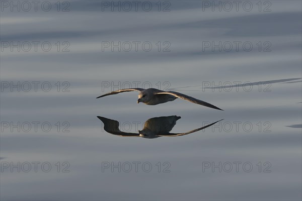 Northern fulmar