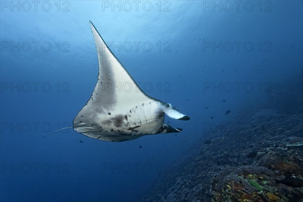 Reef manta ray