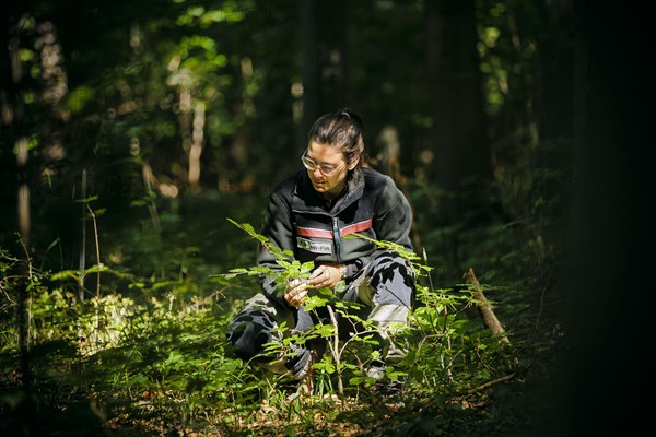 An employee of the Northwest German Forest Research Institute checks a young beech on an experimental plot in a deciduous forest in Lower Saxony. Here, research is being conducted into how the forest can be prepared for the challenges in times of climate change. Mackenrode, 28.06.2022, Mackenrode, Germany, Europe
